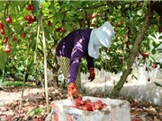 Trồng doi sạch bằng phương pháp 'trùm mùng'