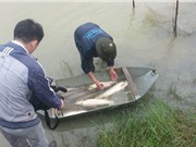 Nuôi cá trắm, chép giòn bằng đậu tằm