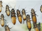 Vì sao gián chết thường ngửa bụng lên trời?