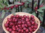 Kỹ thuật trồng và chăm sóc cây atiso đỏ trên sân thượng