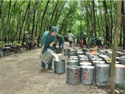 Việt Nam lọt top 10 quốc gia sản xuất cao su hàng đầu thế giới