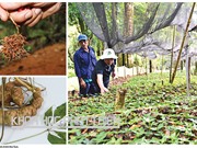 Bổ sung sâm, càphê, tôm nước lợ vào Danh mục sản phẩm quốc gia