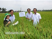 Giao lưu nông dân - nhà khoa học về phương pháp cấy lúa hiệu ứng hàng biên”