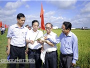 "Cấy lúa hàng biên là phương pháp đột phá"