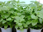 Cách trồng và chăm sóc húng chanh làm thuốc