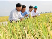 Lúa hữu cơ, hướng đi mới