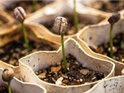 Phát hiện khó tin: Cây cối cũng có bộ não