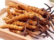 Thần dược tráng dương trên dãy Himalaya có nguy cơ tuyệt diệt
