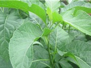 Kỹ thuật trồng và chăm bón cây mật gấu tại nhà