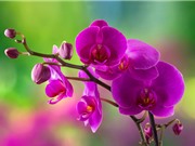 Ngắm nhìn vẻ đẹp quý phái, sang trọng của nữ hoàng các loài hoa lan
