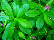 Hướng dẫn trồng rau sâm đất trị “bách bệnh” tại nhà