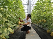 Kỹ thuật trồng dưa lưới công nghệ cao
