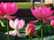 Chiêm ngưỡng vẻ đẹp của loài hoa là Quốc hoa của hai quốc gia 