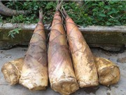 Kỹ thuật trồng và chăm sóc cây tre lấy măng