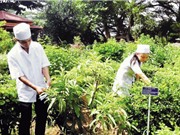 Gia Lai: Phát triển cây dược liệu – Tiềm năng còn bỏ ngỏ