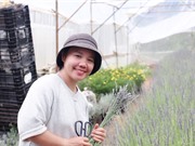 Cô gái bỏ phố lên rừng… trồng hoa