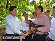 Không chú ý nhãn hiệu, dễ mua gà Hồ “dỏm”