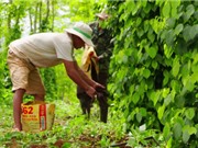 Hồ tiêu sạch đất, bụi bẩn nhờ cát