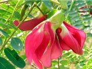 Kỹ thuật trồng cây so đũa cho hoa ra quanh năm