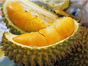 Phương pháp trồng và chăm sóc cây sầu riêng đúng kỹ thuật