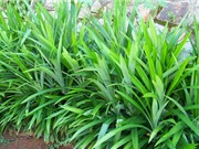 Kỹ thuật trồng và chăm sóc cây lá dứa trong thùng xốp