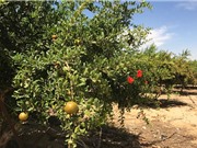 Nông trường Israel "hốt bạc" nhờ hồ chứa trên sa mạc
