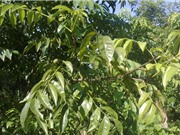 Hướng dẫn trồng cây mắc mật vừa làm gia vị vừa làm thuốc