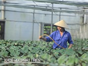 Vật tư sản xuất nông nghiệp ứng dụng công nghệ cao: Máng tưới, giá để cây cũng phải nhập khẩu