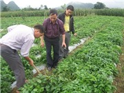 Cây dược liệu Đan Sâm nhiễm nấm bệnh