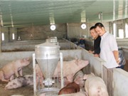 Nuôi heo theo công nghệ Nhật, thủng thẳng đi qua bão giá
