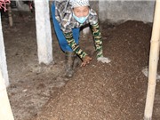 Trồng nấm thu lợi gần 300 triệu đồng mỗi năm