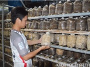 Kỹ sư bỏ phố, về quê khởi nghiệp trồng nấm