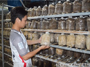 Kỹ sư bỏ phố, về quê khởi nghiệp trồng nấm