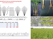 Hướng dẫn kỹ thuật cấy lúa  hiệu ứng hàng biên
