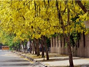 Kỹ thuật trồng và chăm sóc muồng hoàng yến cho hoa đúng dịp Tết