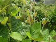 Hướng dẫn trồng rau mơ lông trị “bách bệnh”