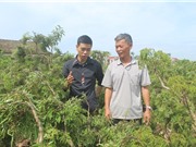 Thu nhập hàng trăm triệu mỗi năm nhờ trồng đinh lăng 'sạch'