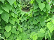Trồng cây sương sâm giúp giải nhiệt, giảm cân