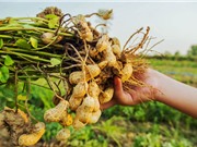Quy trình trồng và chăm sóc cây lạc cho năng suất cao 