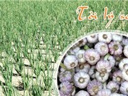 Tỏi Lý Sơn lọt vào Top 10 đặc sản quà tặng nổi tiếng Việt Nam