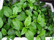 Kỹ thuật trồng rau bầu đất trị “bách bệnh” 