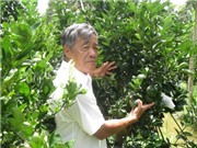 Bí quyết trồng cam sành đạt năng suất, chất lượng cao