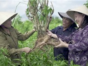 Người biến cây hoàn ngọc thành dược liệu hỗ trợ chống ung thư