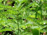 Hiểm họa chết người khi dùng cây chó đẻ chữa bệnh gan