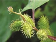 Công dụng chữa bệnh từ cây ké đầu ngựa
