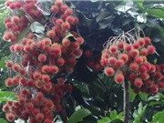 Kỹ thuật trồng và chăm sóc cây chôm chôm cho quả sai trĩu 