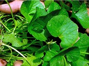 Tác dụng phụ đáng sợ của rau má