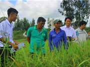 Long An: Hội thảo đầu bờ đánh giá giống lúa chịu phèn