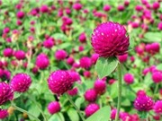 Thực hư thông tin cúc bách nhật chữa tiểu đường và bệnh gout