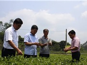 Chè Bản Ven từng bước khẳng định thương hiệu